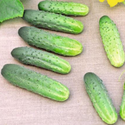 Ogórek Atomic f1 25 tyś. nasion ZW ST